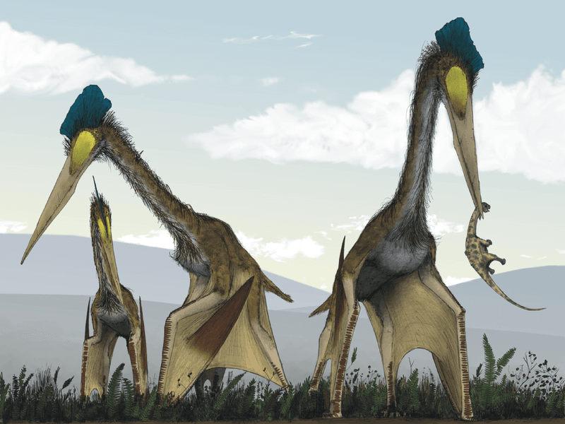 Reclassification Of Pterosaurs And Their Relatives