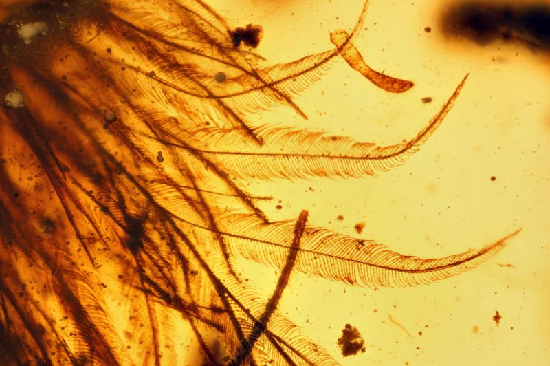The Evidence For Feathers In Dinosaurs
