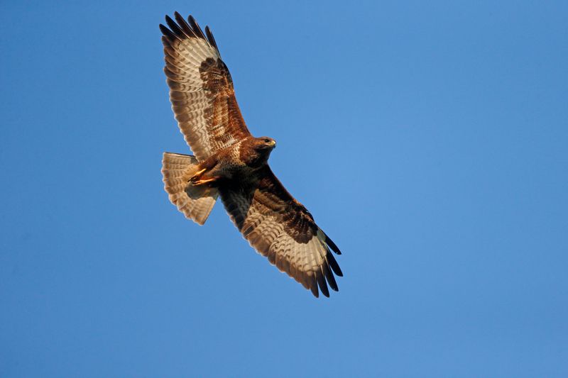 The Power Behind Those Flapping Wings