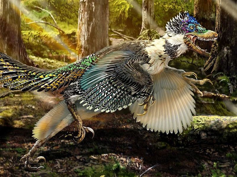 How Common Were Feathers In Theropods?