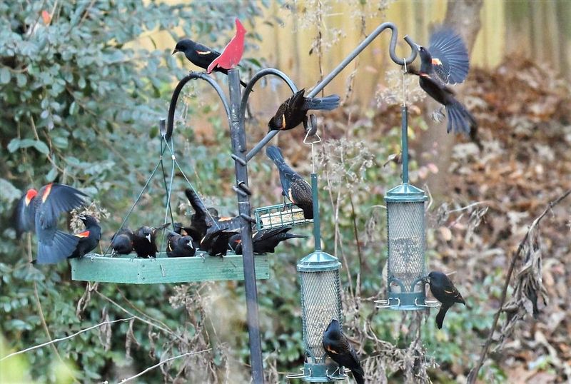 Create Separate Feeding Stations
