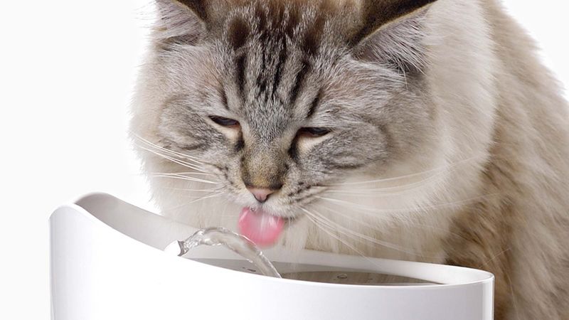 Forgetting Fresh Water