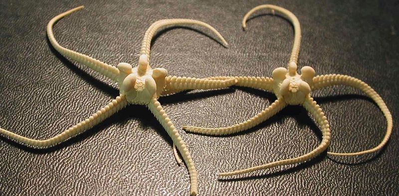 The Role Of Pig-Snout Brittle Stars In Deep-Sea Ecosystems