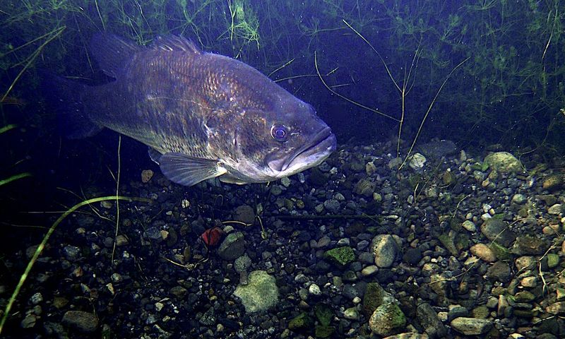 Spawning Behavior Contrasts