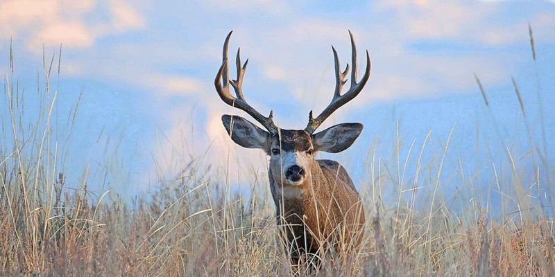 Mule Deer's Range