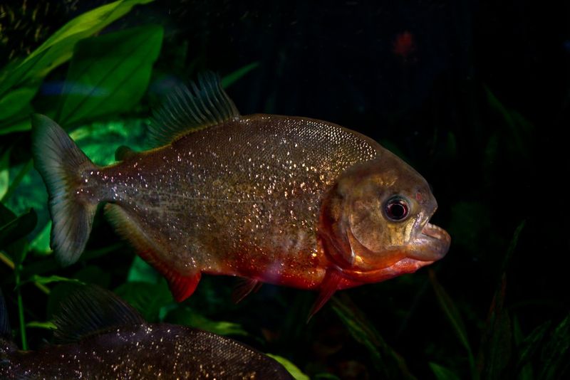 Nighttime Feeding Behaviors