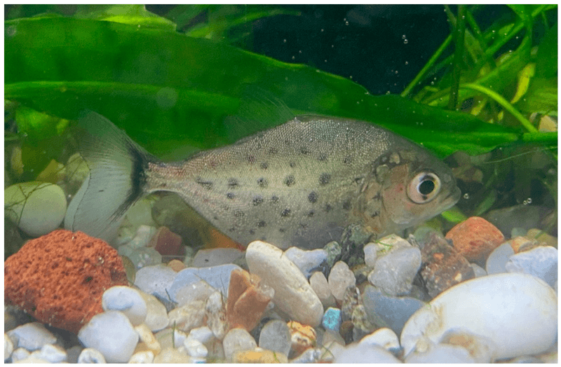 Juvenile Feeding Differences