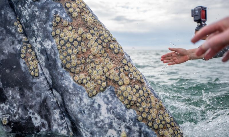 Barnacle Hotels