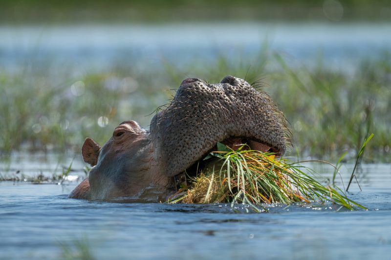 Why Hippos Prefer Grass Over Other Plants