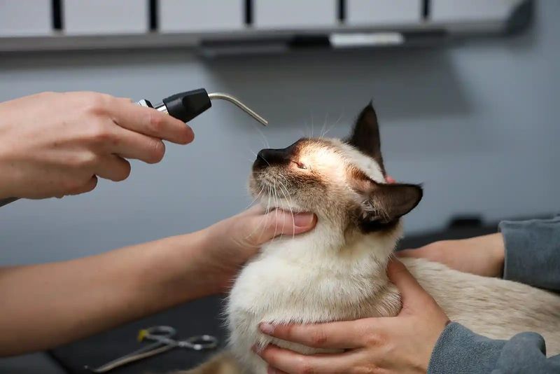 Feline Infectious Peritonitis (FIP)