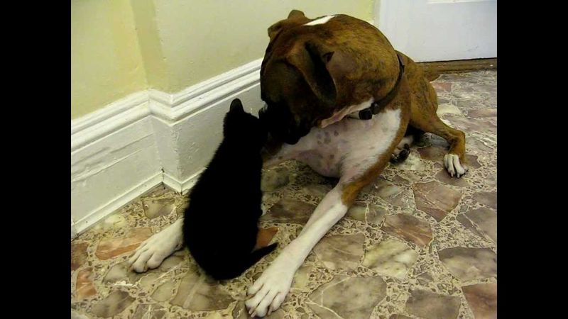 Surprising Allies: Boxers