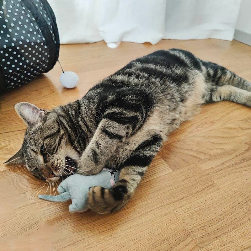 Companion Cuddle Toys