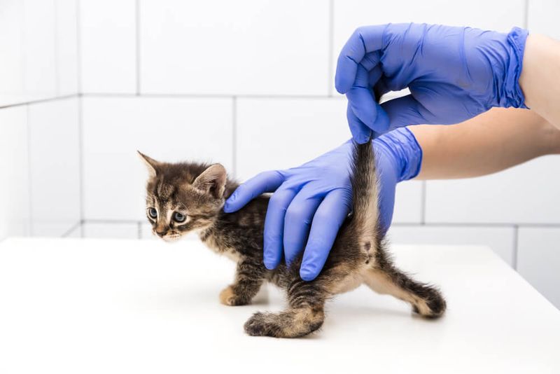 Intestinal Parasites