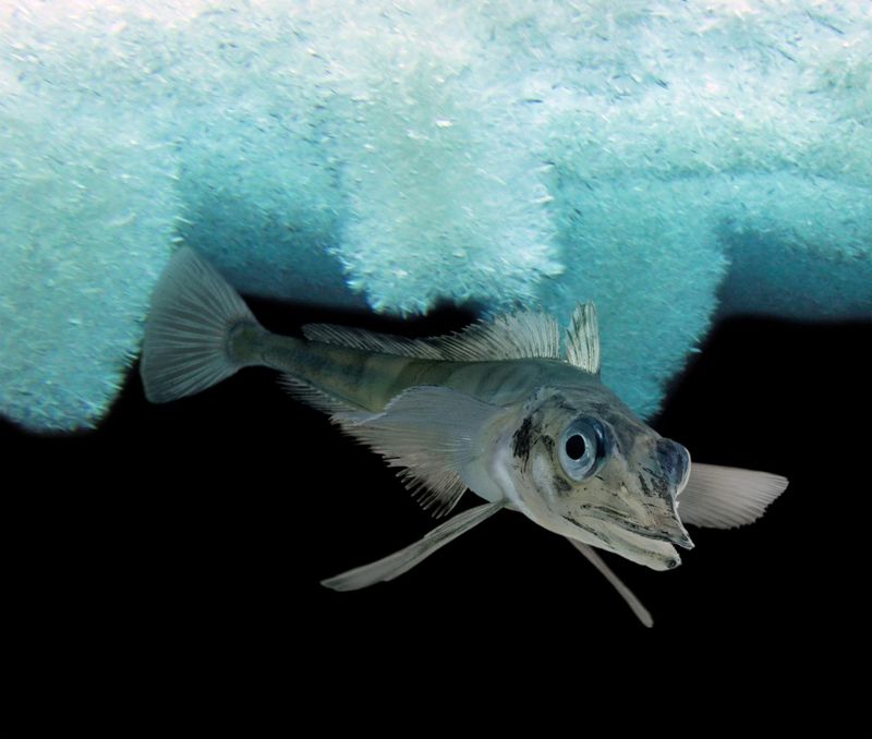 Antarctic Icefish