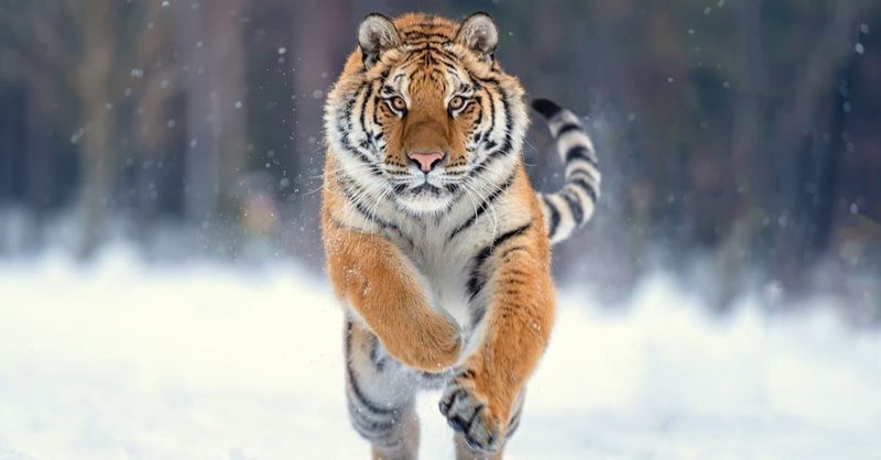 Only 3,726 Wild Tigers Remain Worldwide