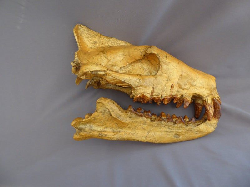 Specialized Teeth For Different Prey Types
