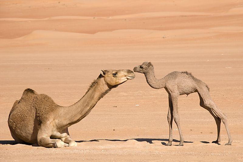 Dromedary Camel