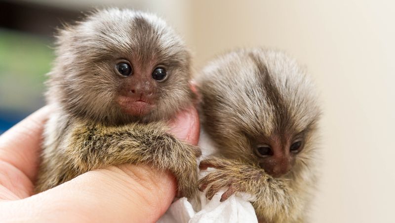 Pygmy Marmoset: Tiny Primate, Giant Demands