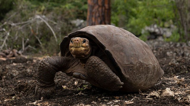 Tortoise