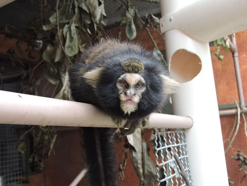 Marmosets – Tiny Primates With Gigantic Responsibilities