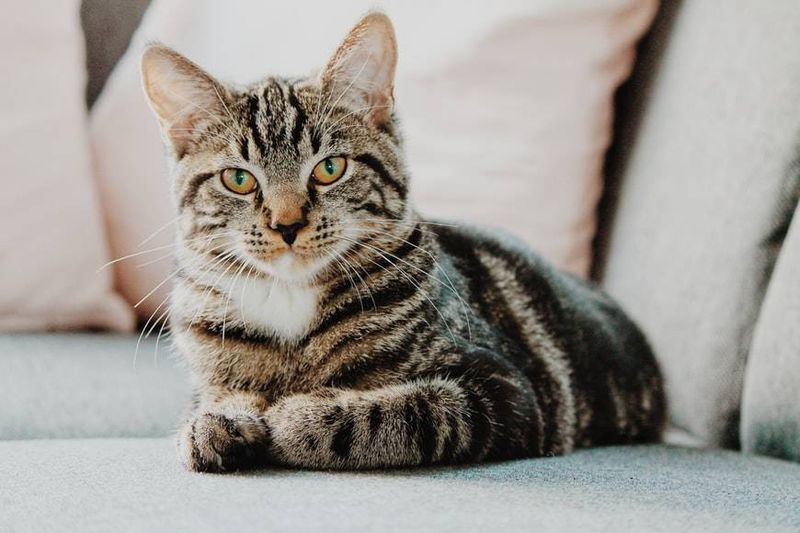 Domestic Cats: Low-Maintenance Purr Machines