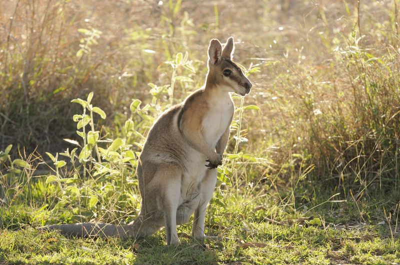 Wallabies: Pocket-Sized Kangaroos, Full-Sized Bills