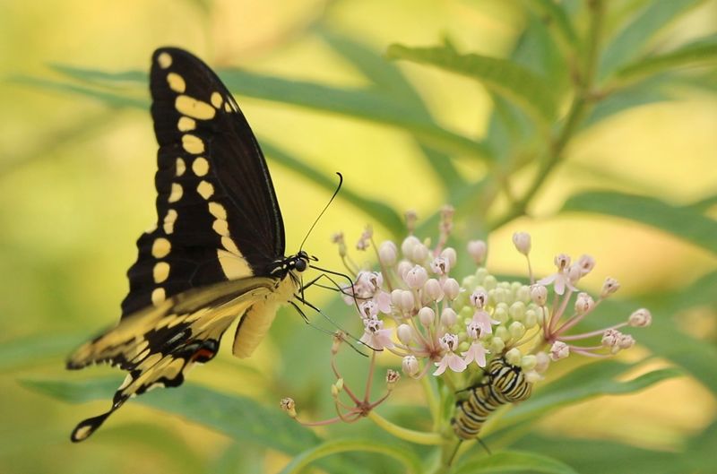 Milkweed