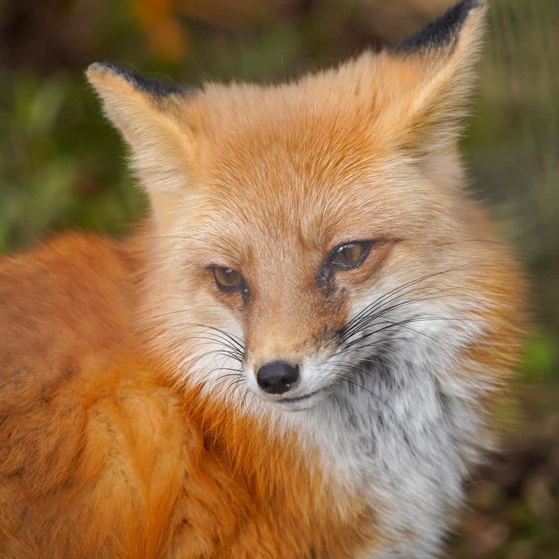 Foxes: Cunning Competitors