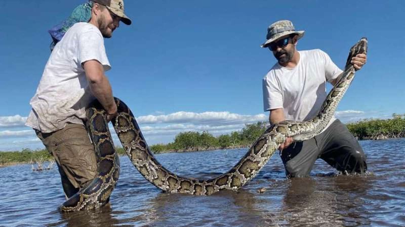 Burmese Python