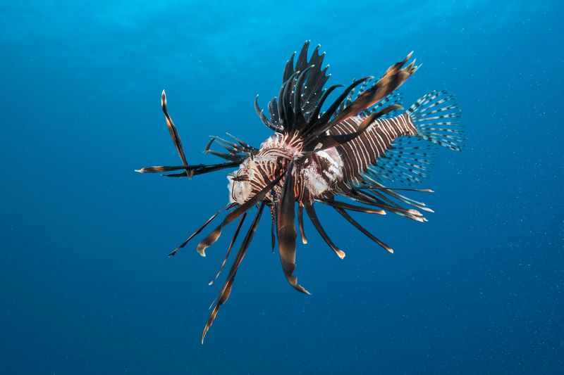 Lionfish: Beautiful Predators Decimating Coral Reefs