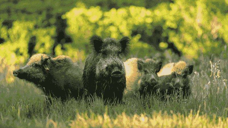 Feral Hogs