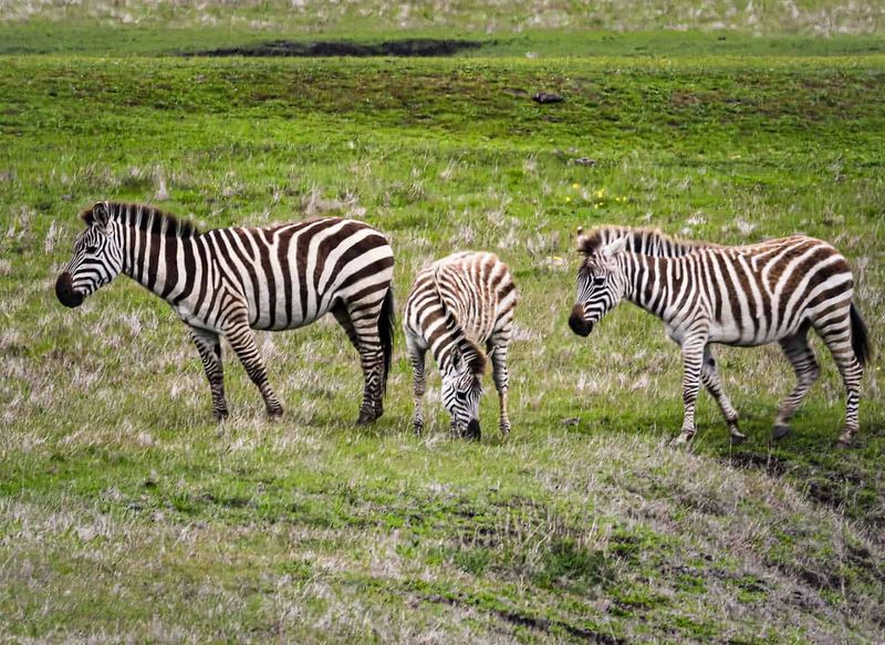 Zebra (Wild Zebras In The West)