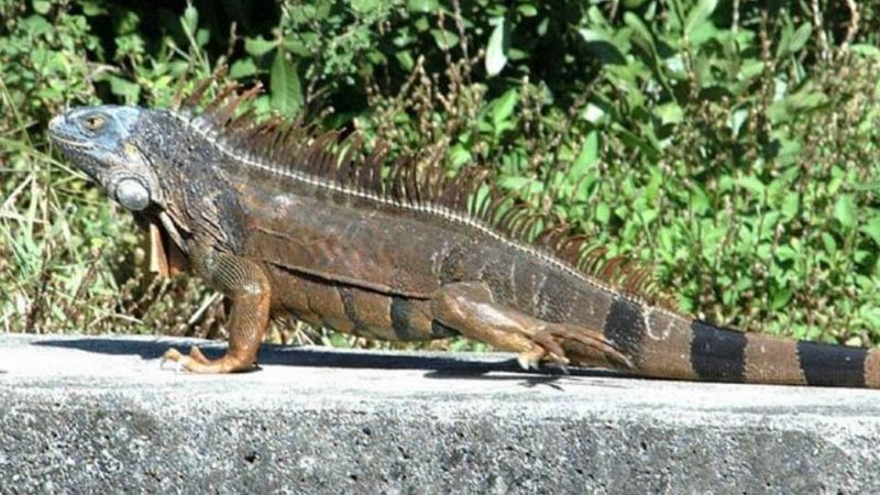 Green Iguana