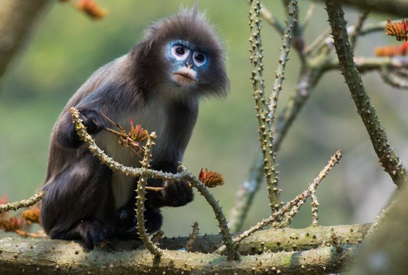 Popa Langur