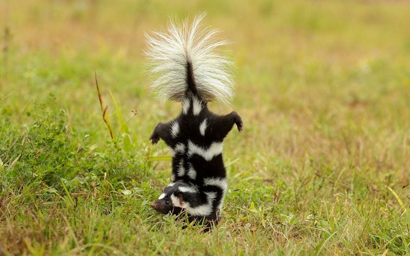 Plains Spotted Skunk