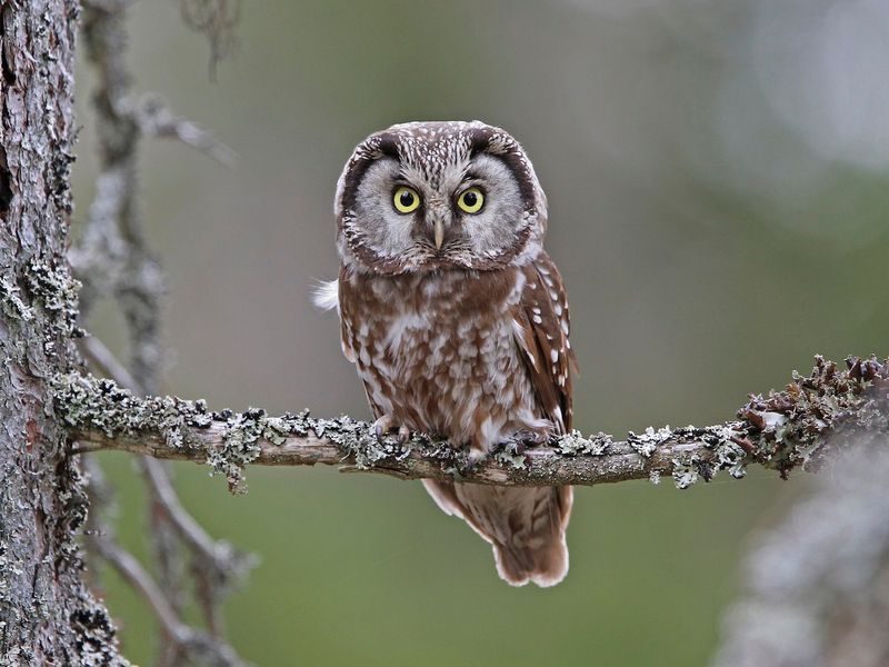 Boreal Owl