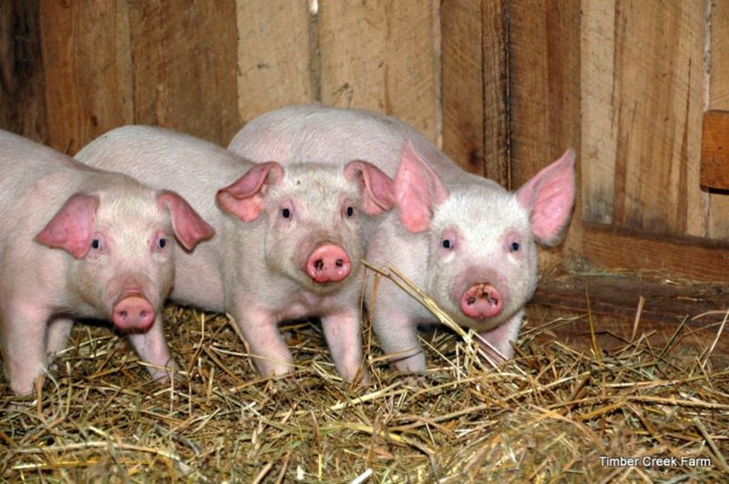 Orchard Cleaners: Pigs
