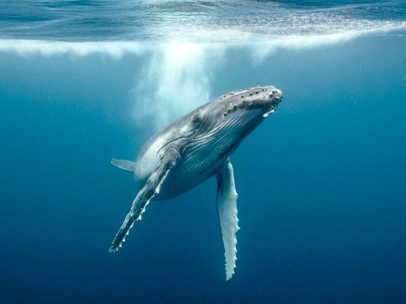 Ocean's Photosynthesis Boosters