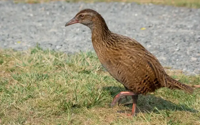Rapid Evolution in Isolated Environments