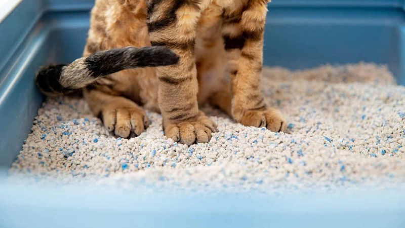 Mobility Issues And Arthritis