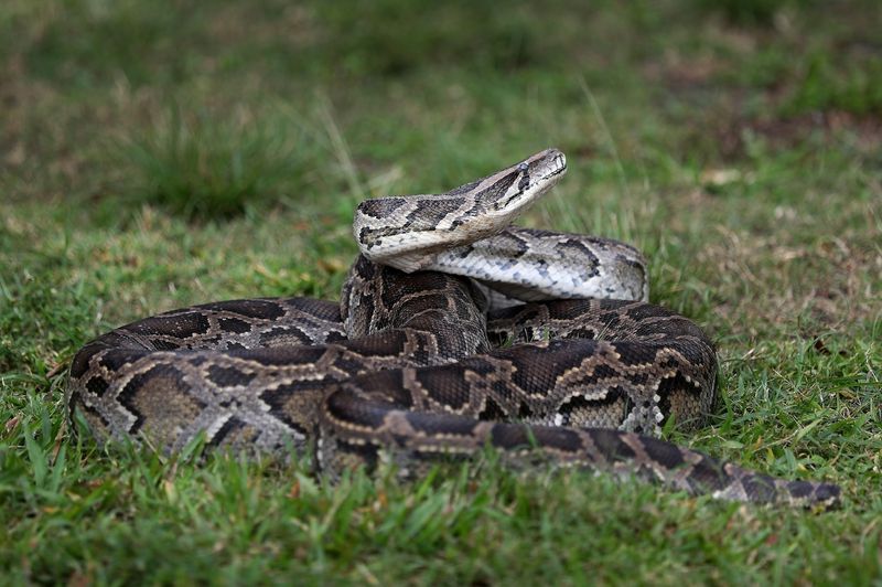 Constriction Is How Pythons Take Down Their Prey