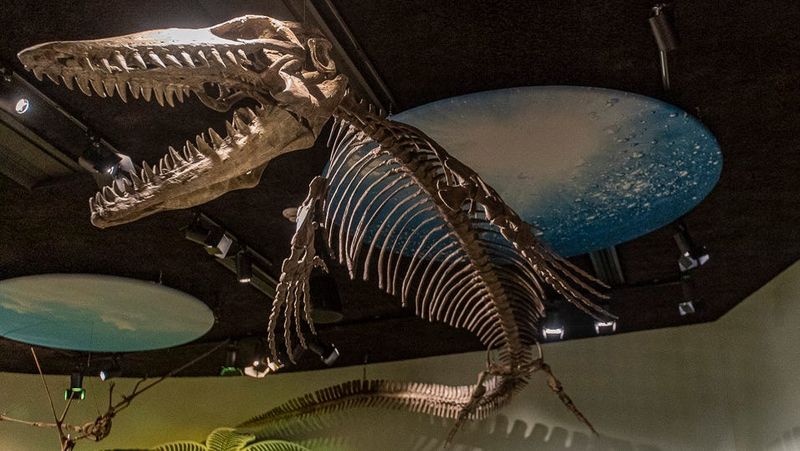 Museum Exhibition Brings Sea Dragon Home