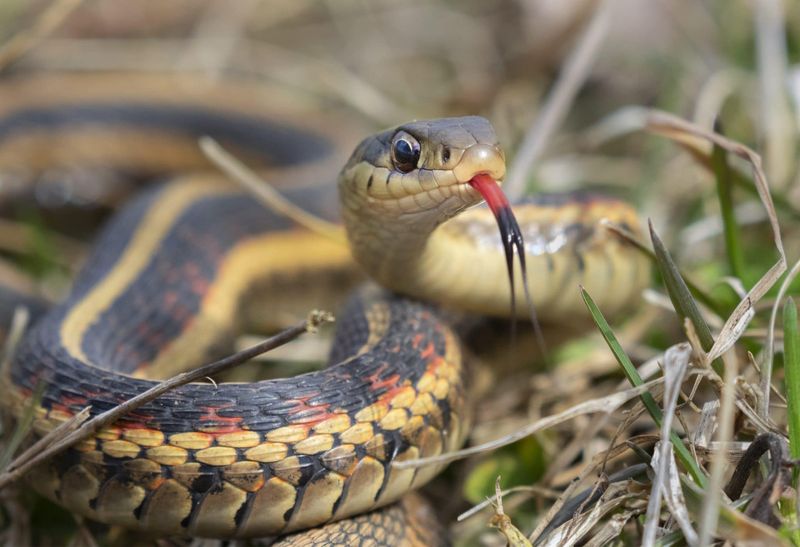 Gentle Giants: Garter Snakes