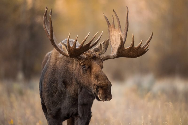 Magnificent Moose