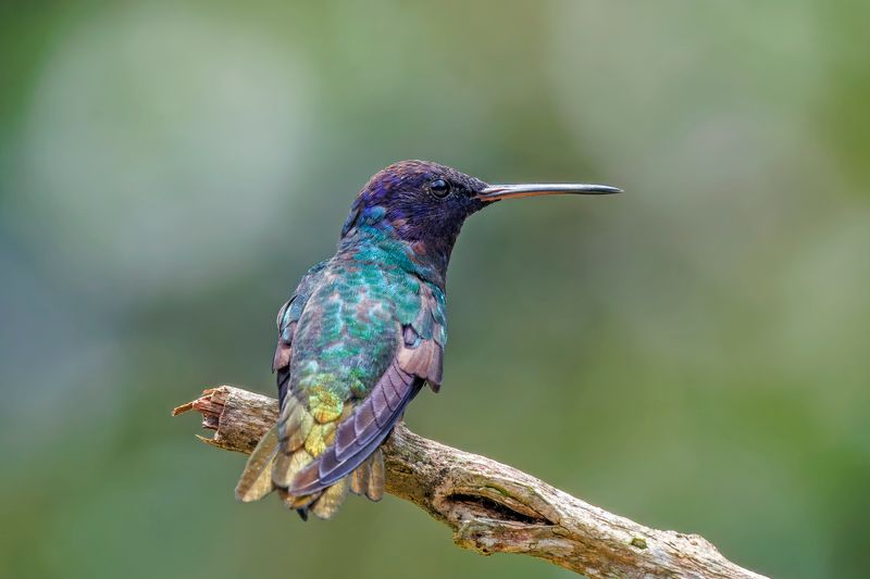 Golden-Tailed Sapphire