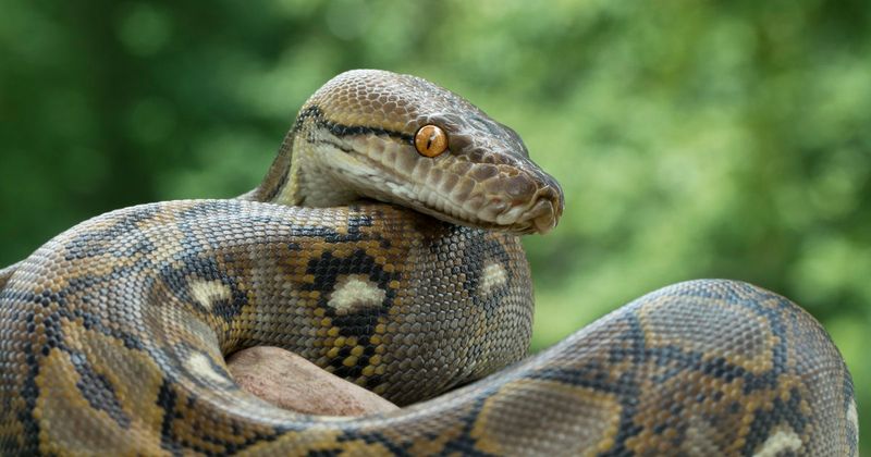 Understanding The Growing Issue Of Pet Snake Abandonment