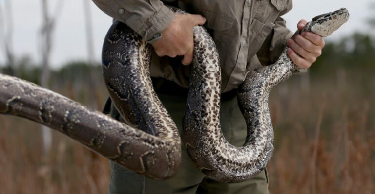 Fifth Large Snake Found Dumped In Woodland: What We Can Do To Stop This Growing Problem