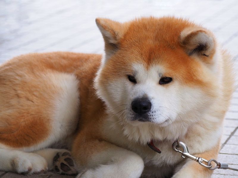Akita: The Noble But Stubborn Companion