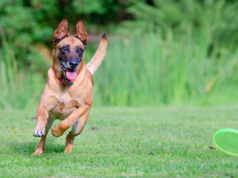 Belgian Malinois
