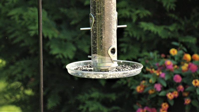 Clean The Area Under Your Feeder